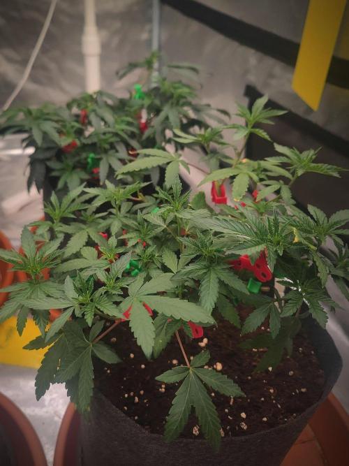 Blue Zushi L.E. "Grower Choice". Week 6