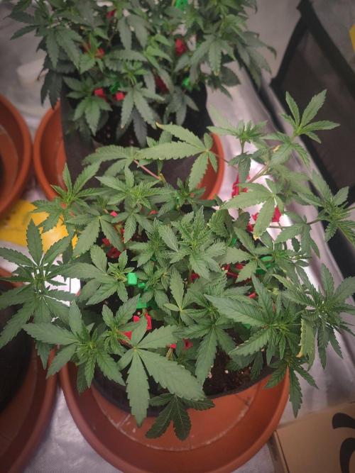 Blue Zushi L.E. "Grower Choice". Week 6
