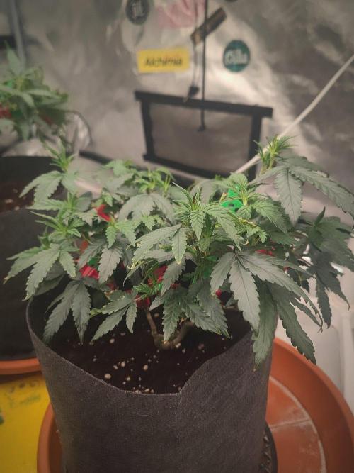 CRITICAL FEM "GB STRAINS. Week 6