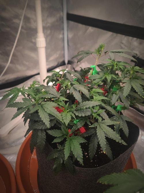 CRITICAL FEM "GB STRAINS. Week 6
