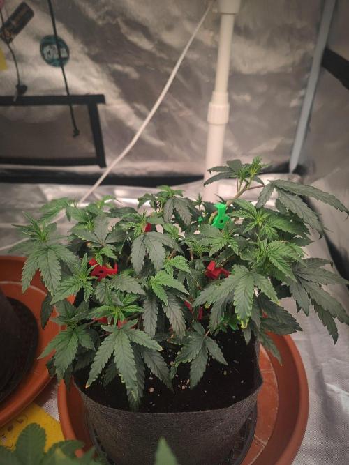 CRITICAL FEM "GB STRAINS. Week 6