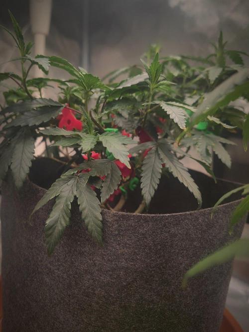 CRITICAL FEM "GB STRAINS. Week 6