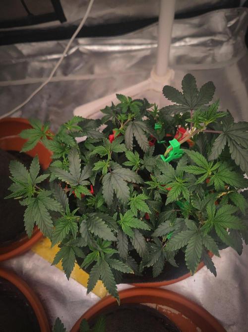 CRITICAL FEM "GB STRAINS. Week 6