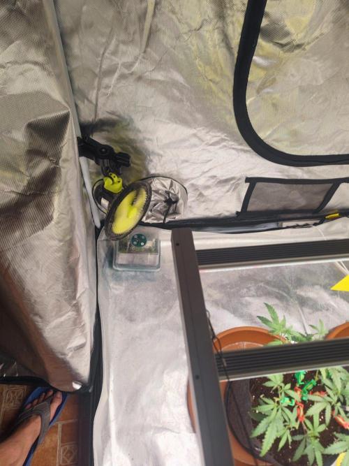 💚Carpa de esquejes y sus cuidados 💚. Week 13