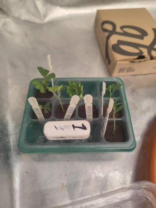 💚Carpa de esquejes y sus cuidados 💚. Week 13