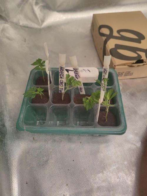 💚Carpa de esquejes y sus cuidados 💚. Week 13