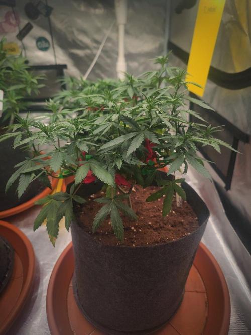 Blue Zushi L.E. "Grower Choice". Week 7