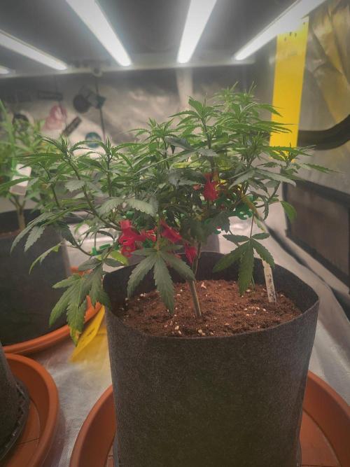Blue Zushi L.E. "Grower Choice". Week 7