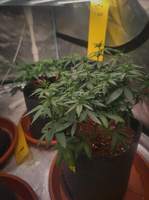 Blue Zushi L.E. "Grower Choice". Week 7