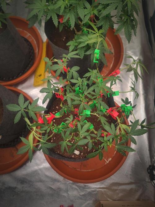 Blue Zushi L.E. "Grower Choice". Week 7
