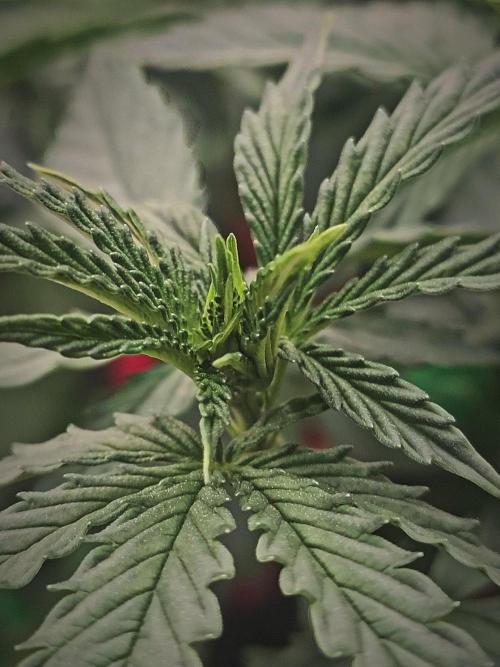 Blue Zushi L.E. "Grower Choice". Week 7