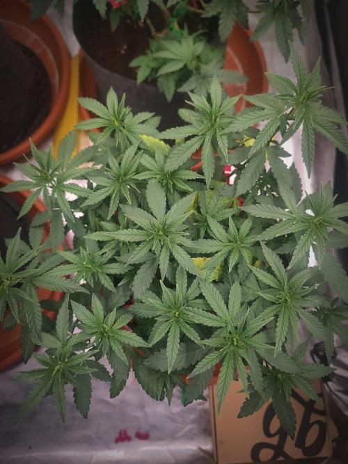 Blue Zushi L.E. "Grower Choice". Week 7
