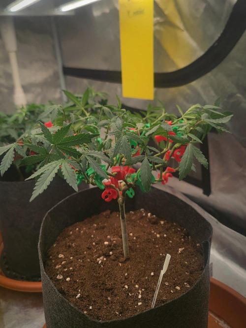 Blue Zushi L.E. "Grower Choice". Week 7