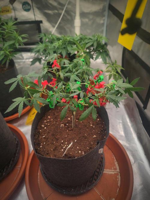 Blue Zushi L.E. "Grower Choice". Week 7