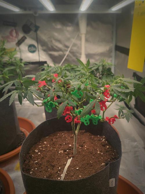 Blue Zushi L.E. "Grower Choice". Week 7