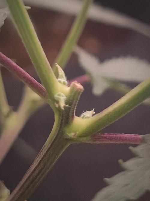 (Clon) Kritical GB FEM "GB SEEDS". Week 7