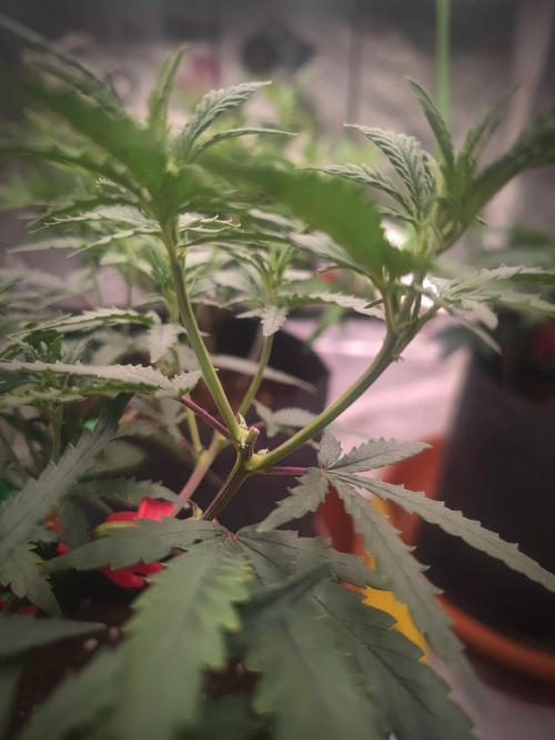 (Clon) Kritical GB FEM "GB SEEDS". Week 7