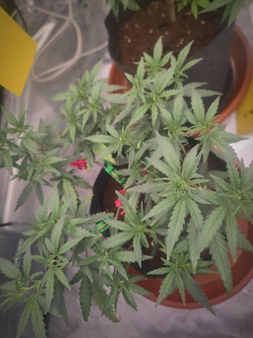 (Clon) Kritical GB FEM "GB SEEDS". Week 7