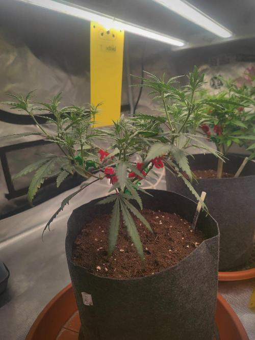 (Clon) Kritical GB FEM "GB SEEDS". Week 7