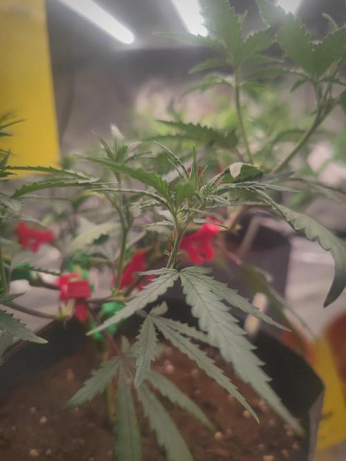 (Clon) Kritical GB FEM "GB SEEDS". Week 7