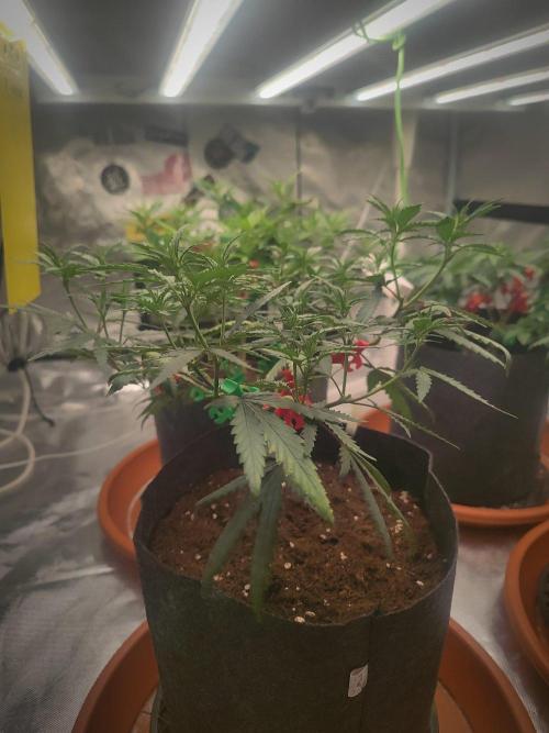 (Clon) Kritical GB FEM "GB SEEDS". Week 7