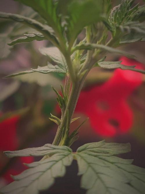(Clon) Kritical GB FEM "GB SEEDS". Week 7