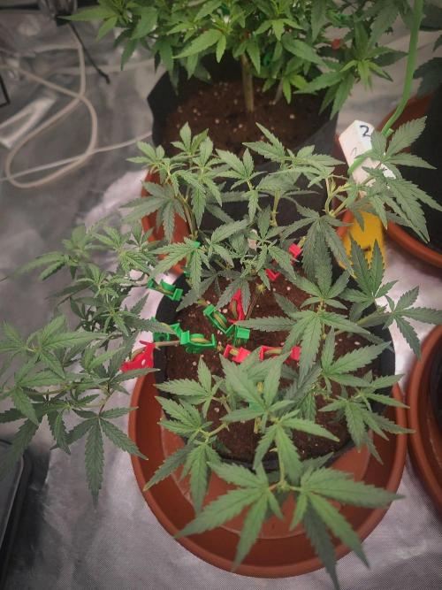 (Clon) Kritical GB FEM "GB SEEDS". Week 7