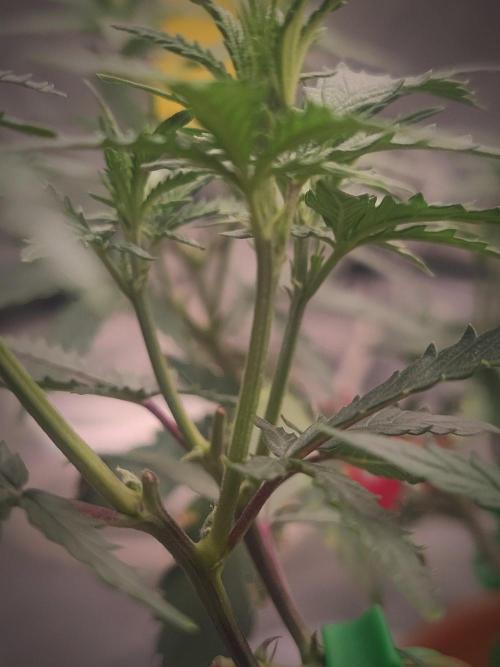 (Clon) Kritical GB FEM "GB SEEDS". Week 7