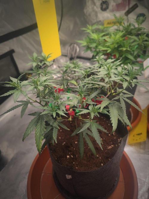 (Clon) Kritical GB FEM "GB SEEDS". Week 7