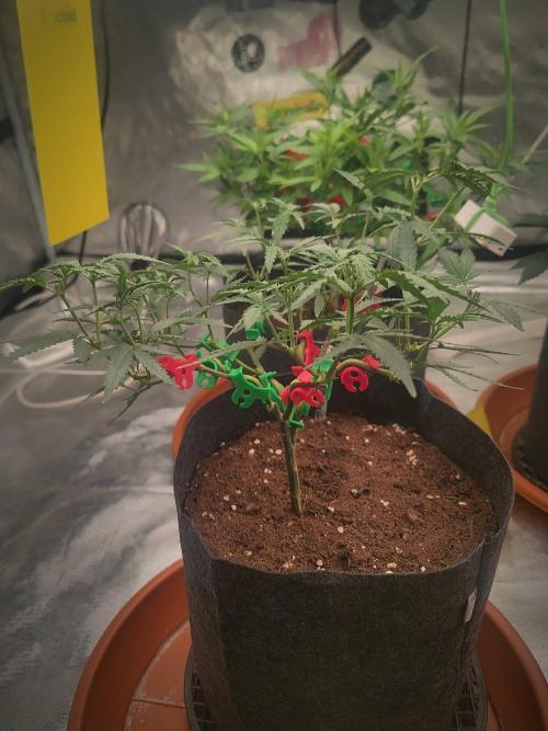 (Clon) Kritical GB FEM "GB SEEDS". Week 7