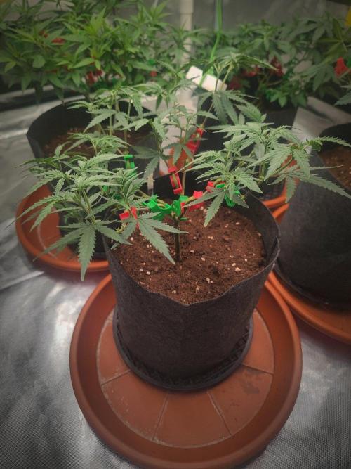 (Clon) Kritical GB FEM "GB SEEDS". Week 7