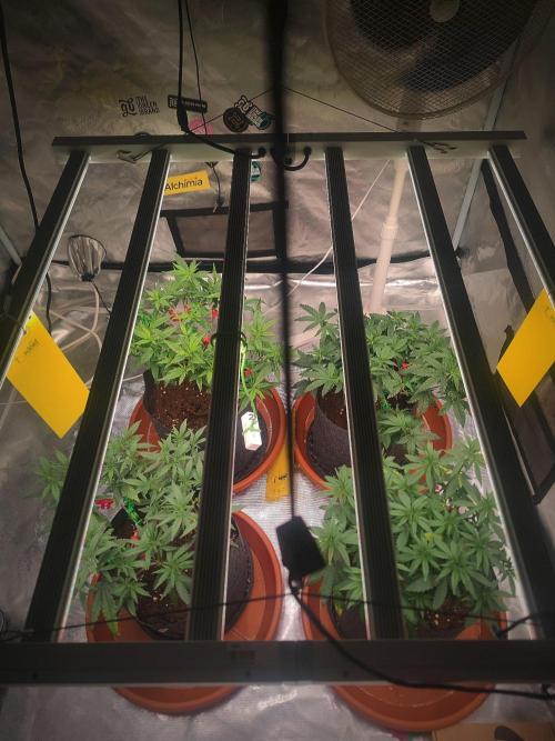 (Clon) Kritical GB FEM "GB SEEDS". Week 7