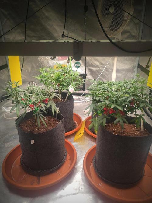 Blue Zushi L.E. "Grower Choice". Week 7