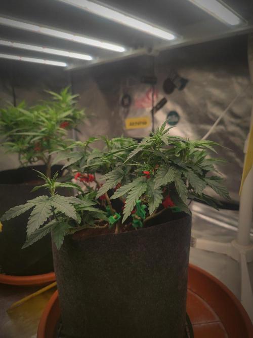 CRITICAL FEM "GB STRAINS. Week 7