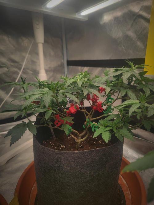CRITICAL FEM "GB STRAINS. Week 7