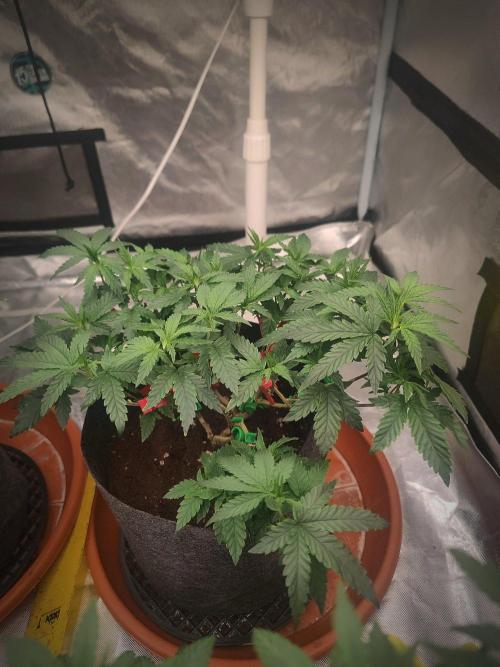 CRITICAL FEM "GB STRAINS. Week 7