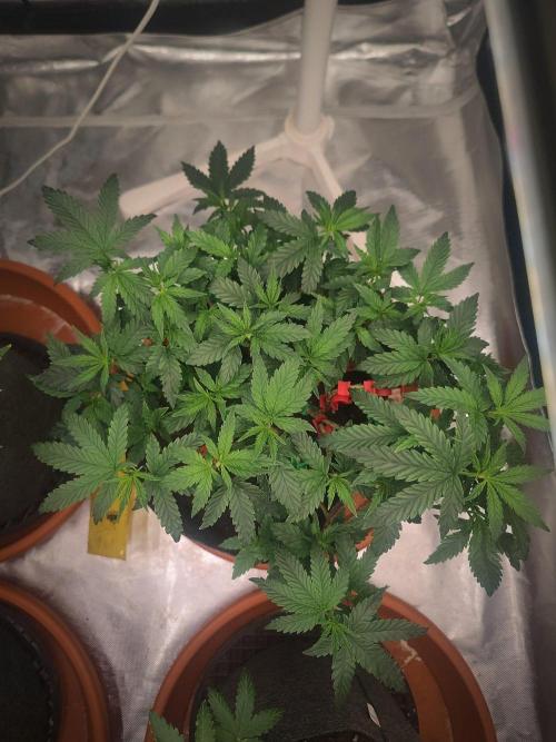 CRITICAL FEM "GB STRAINS. Week 7