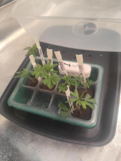 💚Carpa de esquejes y sus cuidados 💚. Week 14