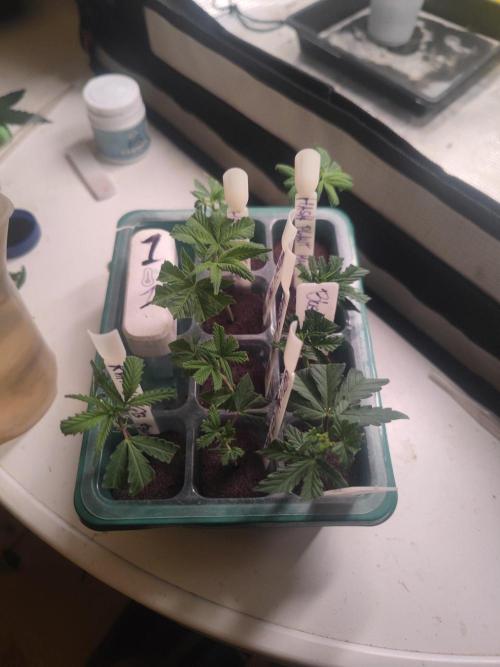 💚Carpa de esquejes y sus cuidados 💚. Week 14