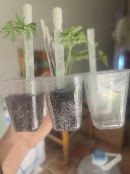 💚Carpa de esquejes y sus cuidados 💚. Week 14