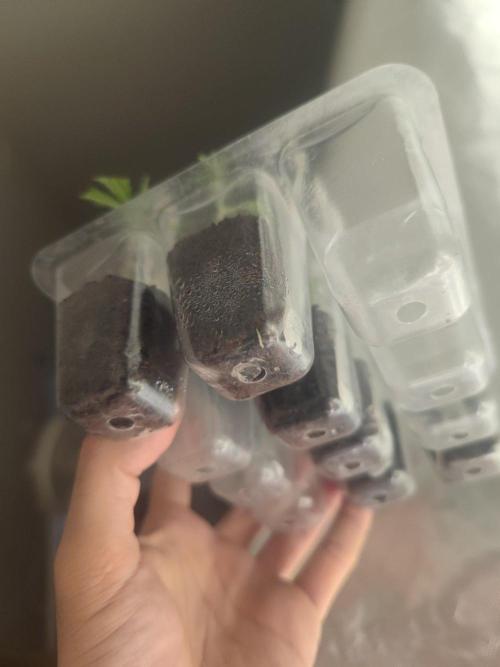 💚Carpa de esquejes y sus cuidados 💚. Week 14