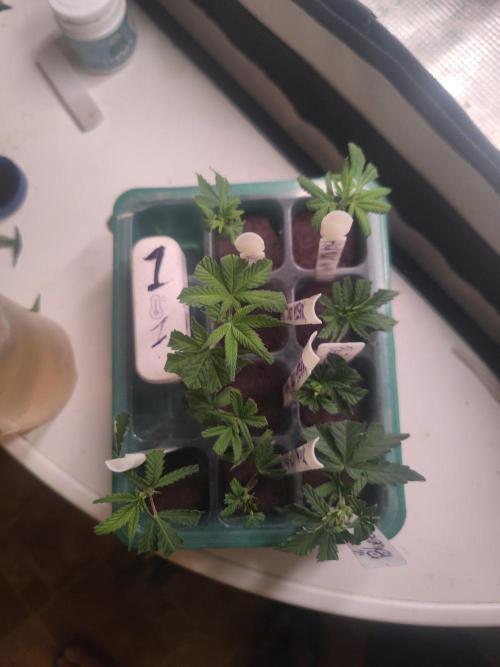💚Carpa de esquejes y sus cuidados 💚. Week 14