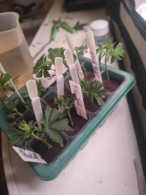 💚Carpa de esquejes y sus cuidados 💚. Week 14