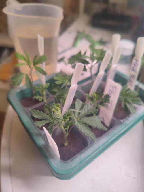 💚Carpa de esquejes y sus cuidados 💚. Week 14