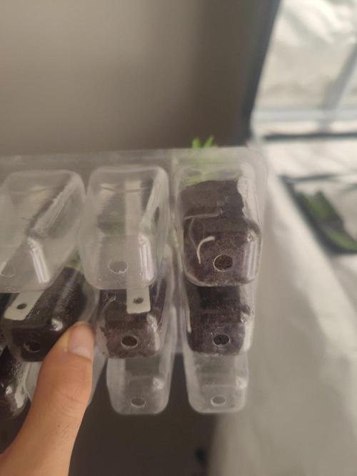 💚Carpa de esquejes y sus cuidados 💚. Week 14