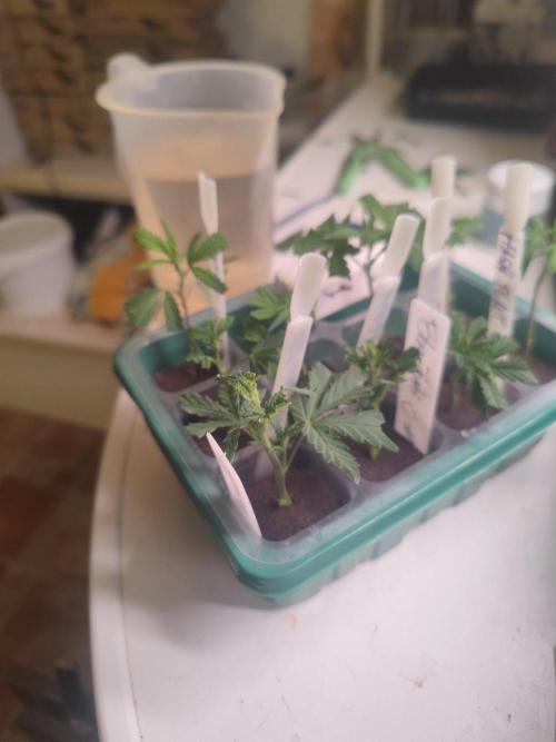 💚Carpa de esquejes y sus cuidados 💚. Week 14