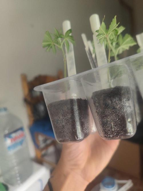 💚Carpa de esquejes y sus cuidados 💚. Week 14
