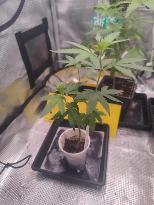 💚Carpa de esquejes y sus cuidados 💚. Week 14