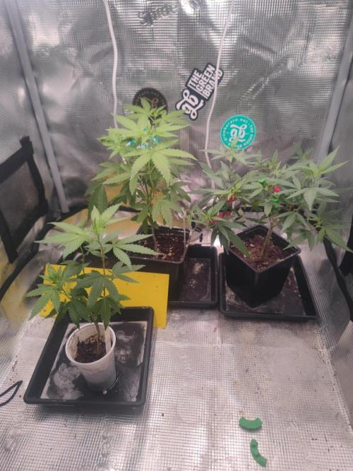 💚Carpa de esquejes y sus cuidados 💚. Week 14