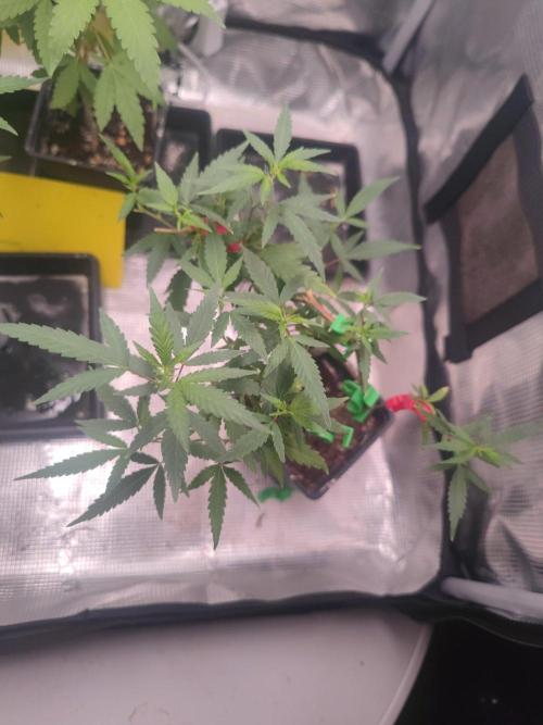 💚Carpa de esquejes y sus cuidados 💚. Week 14